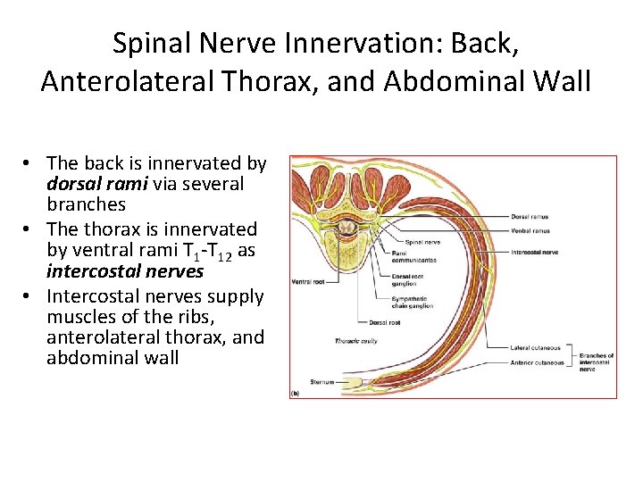Spinal Nerve Innervation: Back, Anterolateral Thorax, and Abdominal Wall • The back is innervated