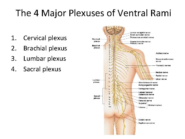 The 4 Major Plexuses of Ventral Rami 1. 2. 3. 4. Cervical plexus Brachial