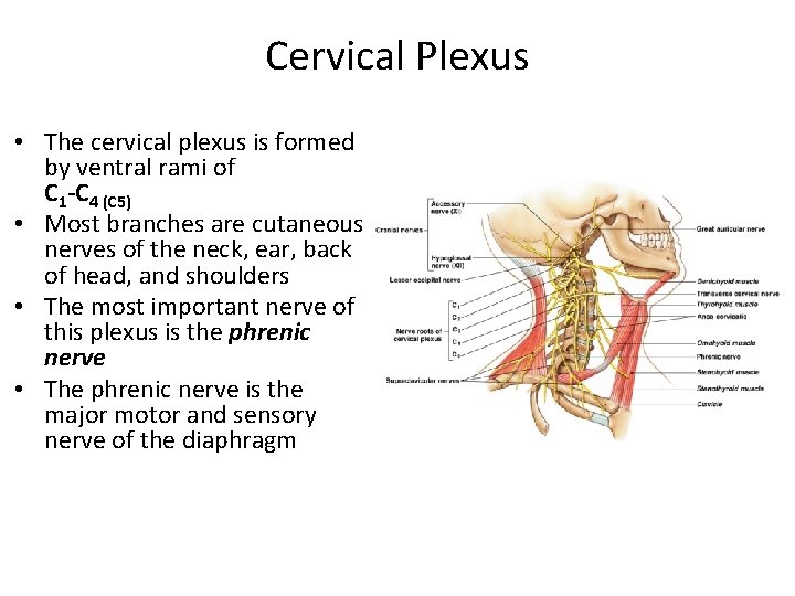 Cervical Plexus • The cervical plexus is formed by ventral rami of C 1