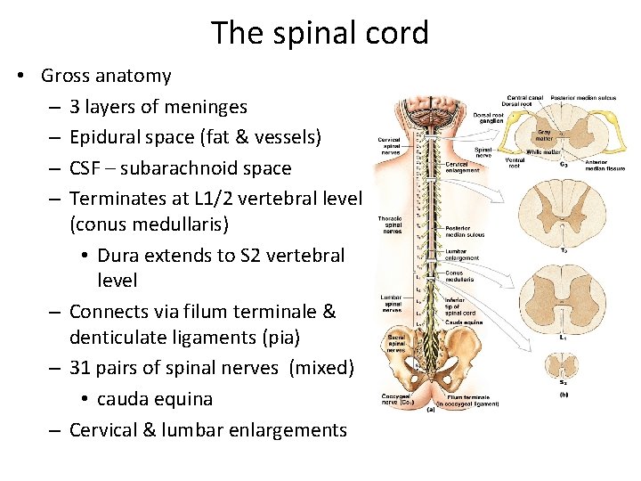 The spinal cord • Gross anatomy – 3 layers of meninges – Epidural space