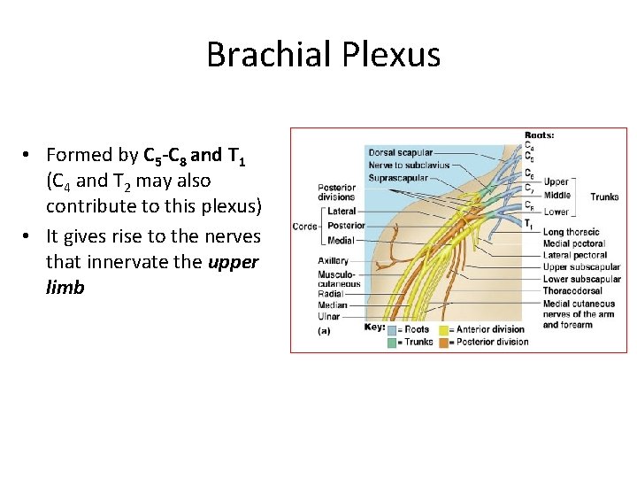 Brachial Plexus • Formed by C 5 -C 8 and T 1 (C 4