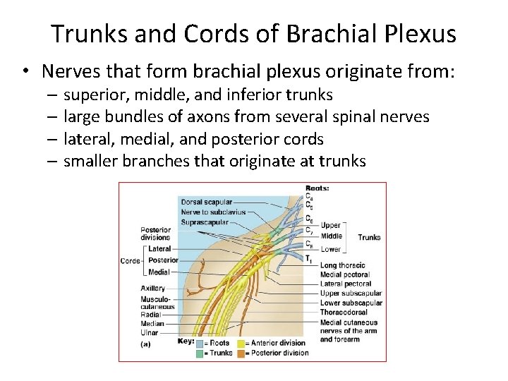 Trunks and Cords of Brachial Plexus • Nerves that form brachial plexus originate from: