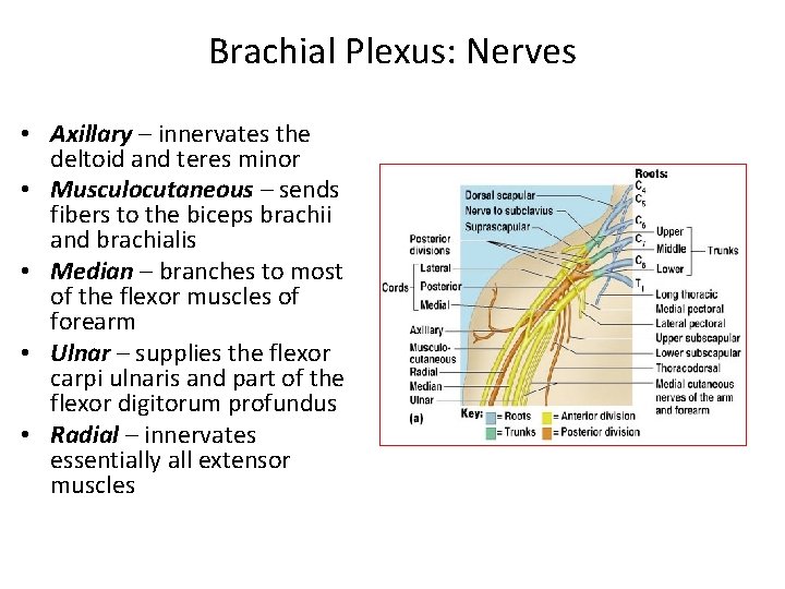 Brachial Plexus: Nerves • Axillary – innervates the deltoid and teres minor • Musculocutaneous