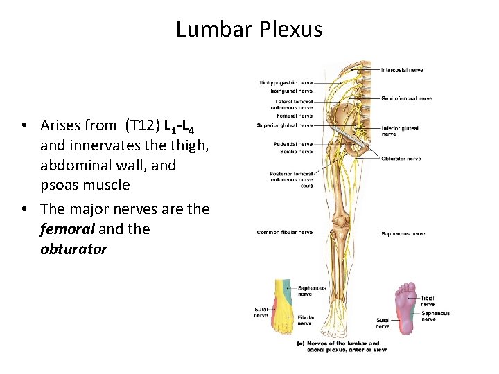 Lumbar Plexus • Arises from (T 12) L 1 -L 4 and innervates the