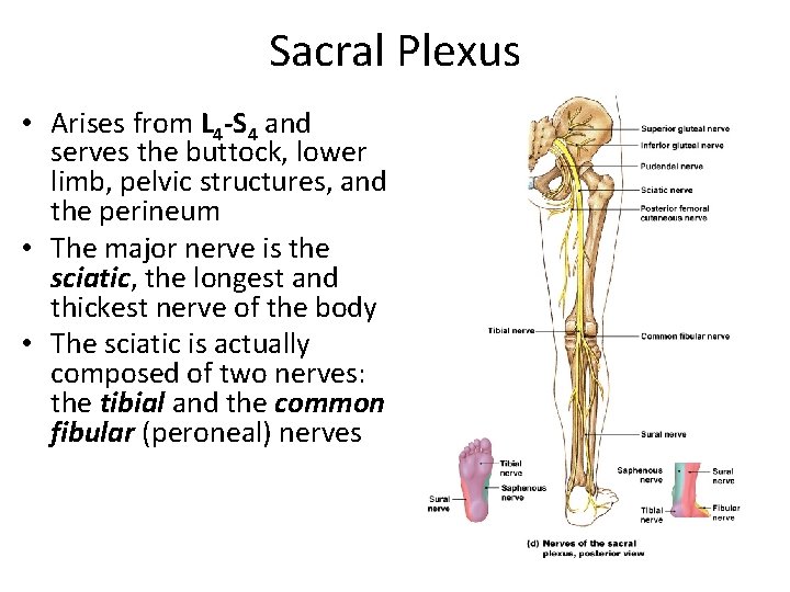 Sacral Plexus • Arises from L 4 -S 4 and serves the buttock, lower