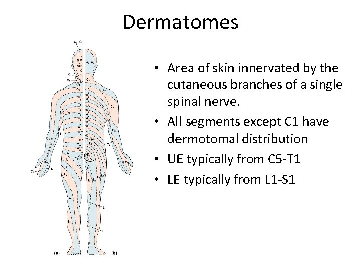 Dermatomes • Area of skin innervated by the cutaneous branches of a single spinal