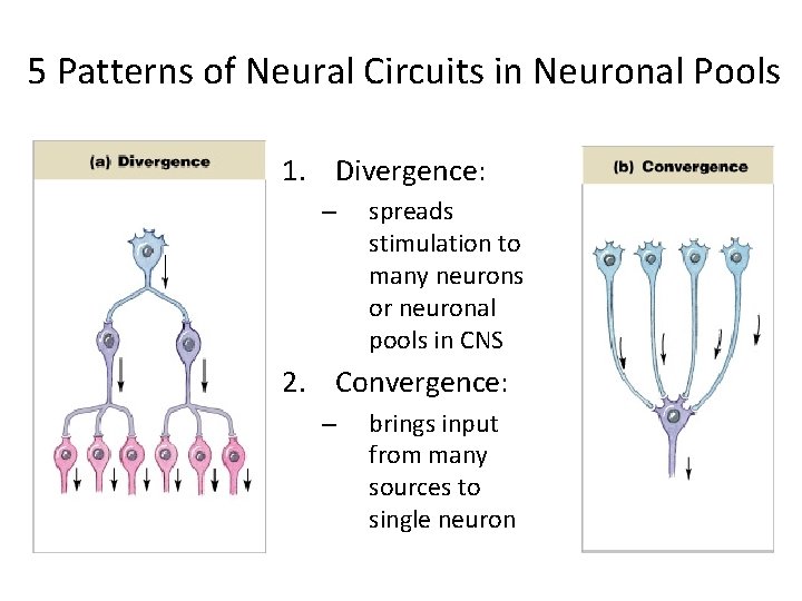 5 Patterns of Neural Circuits in Neuronal Pools 1. Divergence: – spreads stimulation to