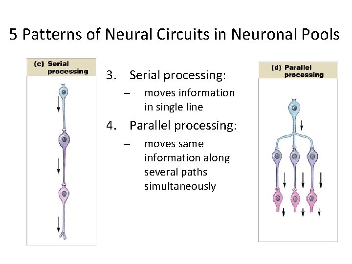 5 Patterns of Neural Circuits in Neuronal Pools 3. Serial processing: – moves information