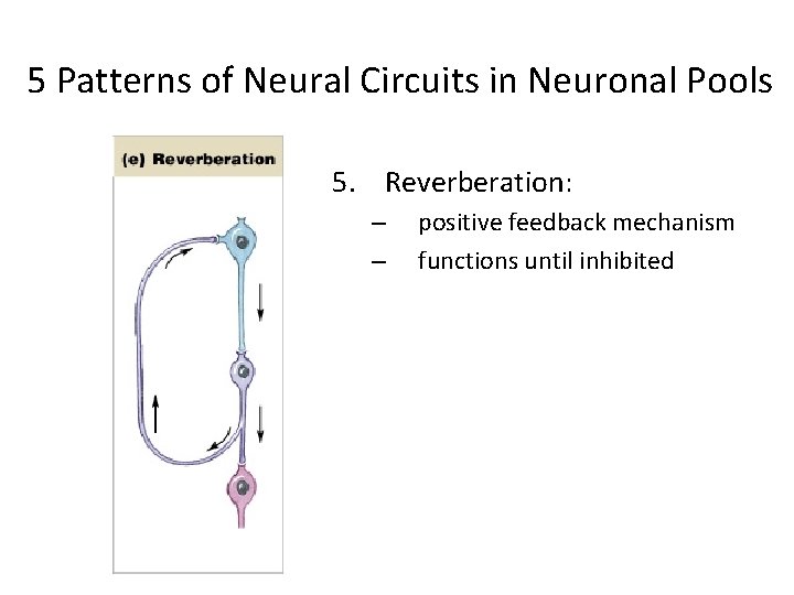 5 Patterns of Neural Circuits in Neuronal Pools 5. Reverberation: – – positive feedback