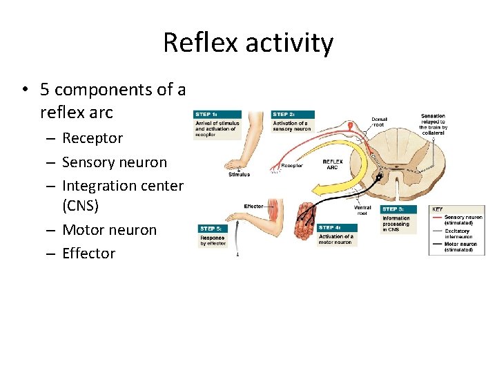 Reflex activity • 5 components of a reflex arc – Receptor – Sensory neuron