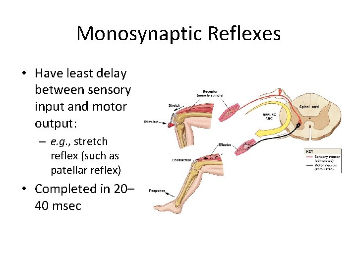 Monosynaptic Reflexes • Have least delay between sensory input and motor output: – e.