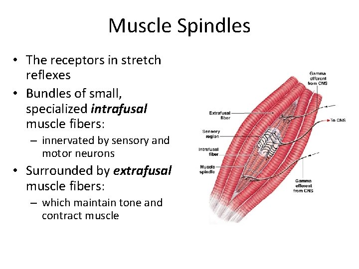 Muscle Spindles • The receptors in stretch reflexes • Bundles of small, specialized intrafusal