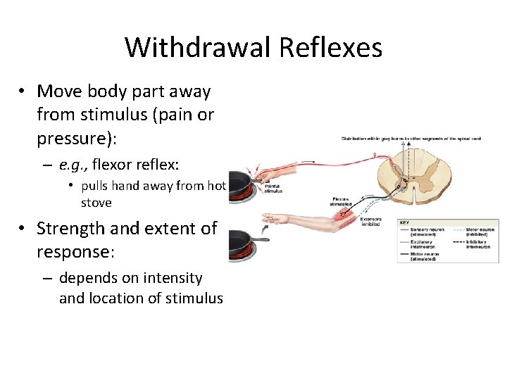 Withdrawal Reflexes • Move body part away from stimulus (pain or pressure): – e.