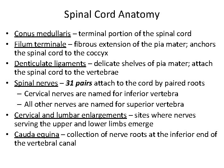 Spinal Cord Anatomy • Conus medullaris – terminal portion of the spinal cord •