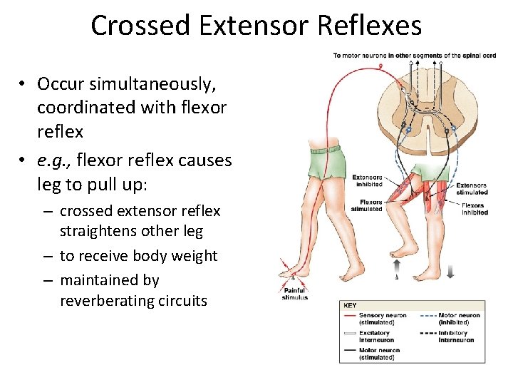 Crossed Extensor Reflexes • Occur simultaneously, coordinated with flexor reflex • e. g. ,