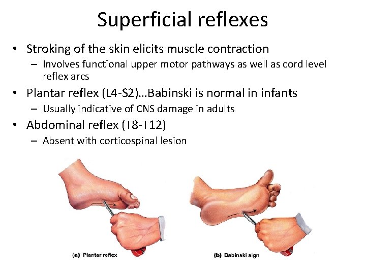 Superficial reflexes • Stroking of the skin elicits muscle contraction – Involves functional upper