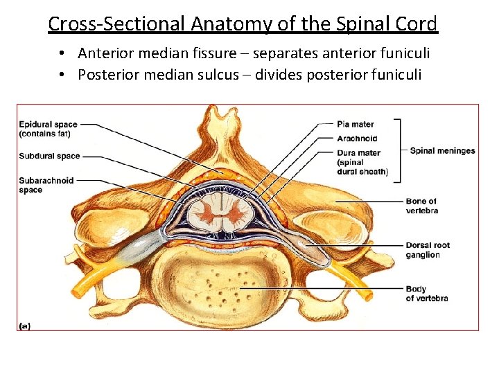 Cross-Sectional Anatomy of the Spinal Cord • Anterior median fissure – separates anterior funiculi