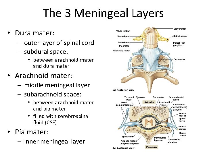 The 3 Meningeal Layers • Dura mater: – outer layer of spinal cord –