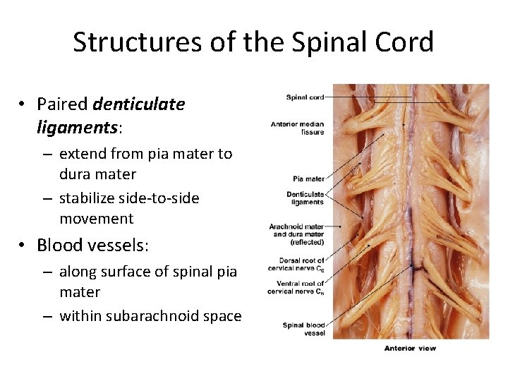 Structures of the Spinal Cord • Paired denticulate ligaments: – extend from pia mater