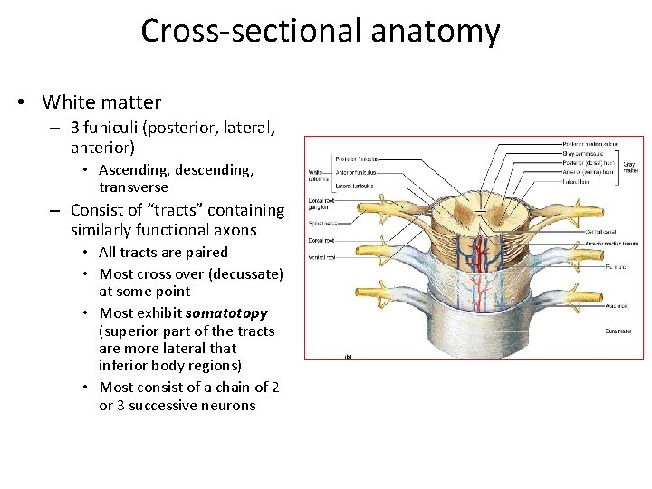 Cross-sectional anatomy • White matter – 3 funiculi (posterior, lateral, anterior) • Ascending, descending,