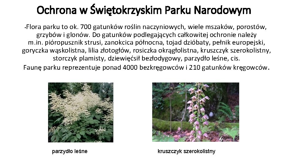 Ochrona w Świętokrzyskim Parku Narodowym Flora parku to ok. 700 gatunków roślin naczyniowych, wiele