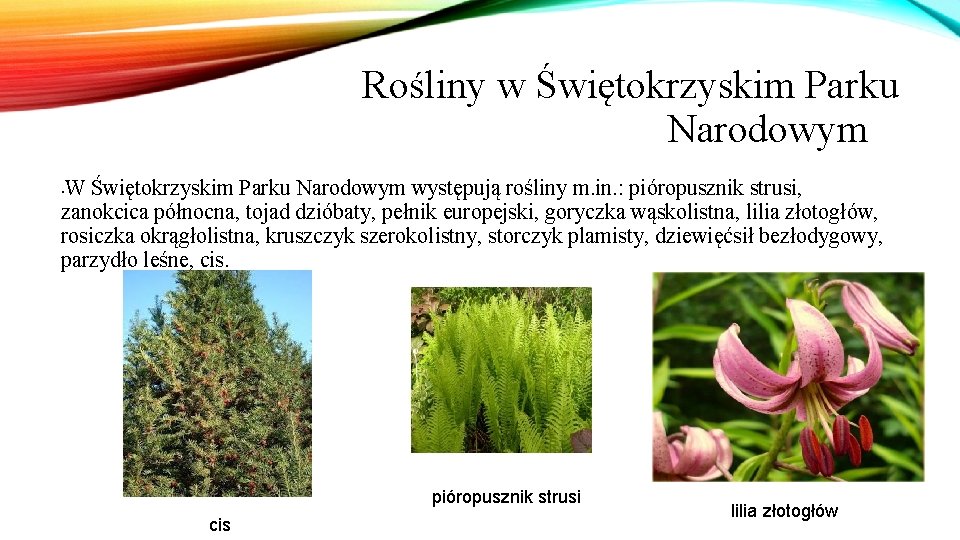 Rośliny w Świętokrzyskim Parku Narodowymm W Świętokrzyskim Parku Narodowym występują rośliny m. in. :