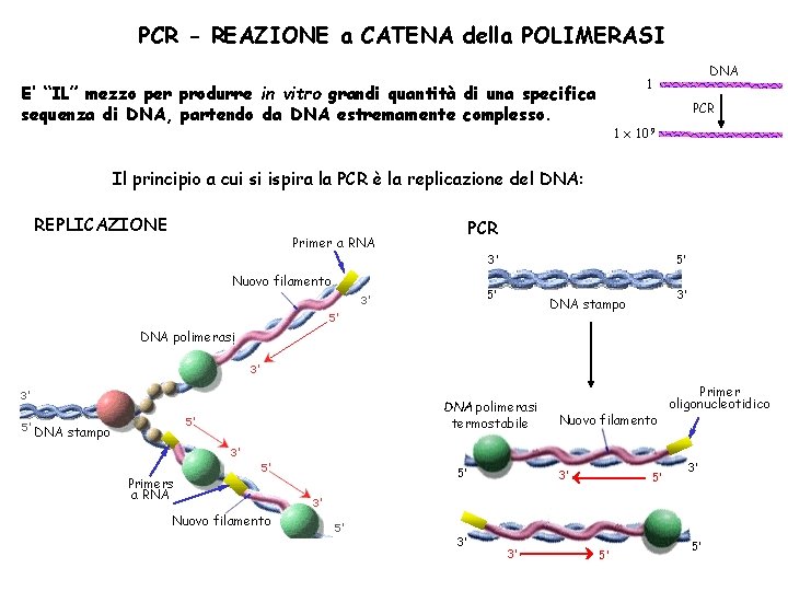 PCR - REAZIONE a CATENA della POLIMERASI DNA 1 E’ “IL” mezzo per produrre