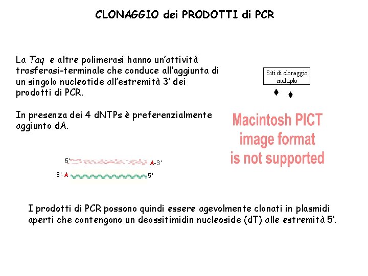 PCR REAZIONE a CATENA della POLIMERASI DNA 1