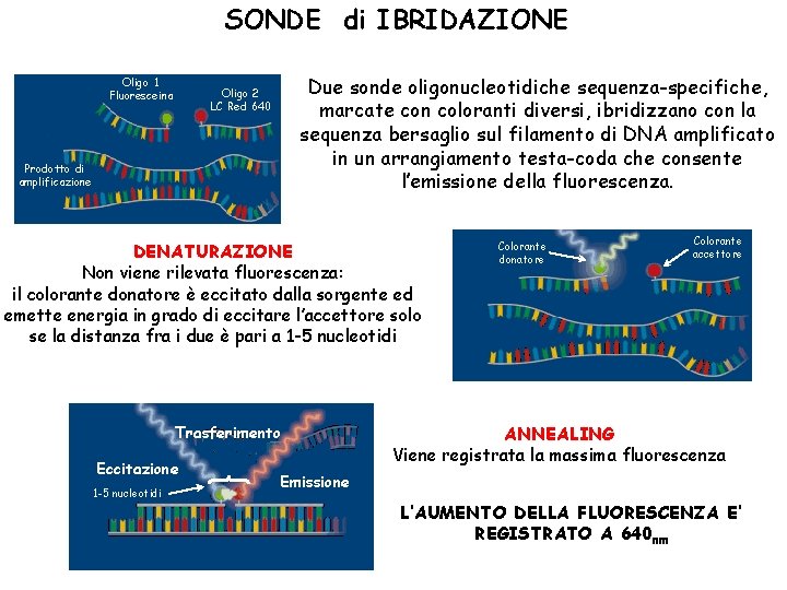 SONDE di IBRIDAZIONE Oligo 1 Fluoresceina Due sonde oligonucleotidiche sequenza-specifiche, marcate con coloranti diversi,