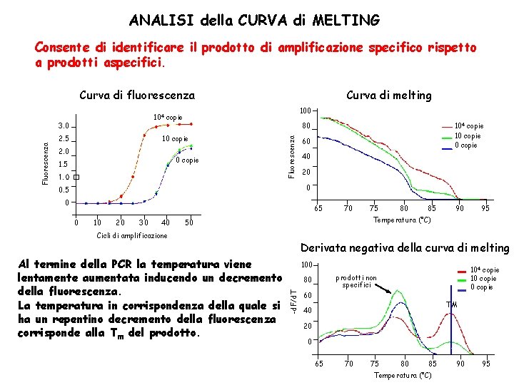 ANALISI della CURVA di MELTING Consente di identificare il prodotto di amplificazione specifico rispetto