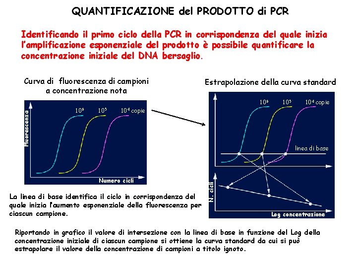 PCR REAZIONE a CATENA della POLIMERASI DNA 1