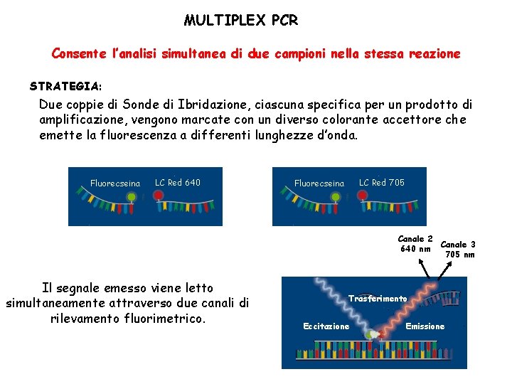 MULTIPLEX PCR Consente l’analisi simultanea di due campioni nella stessa reazione STRATEGIA: Due coppie