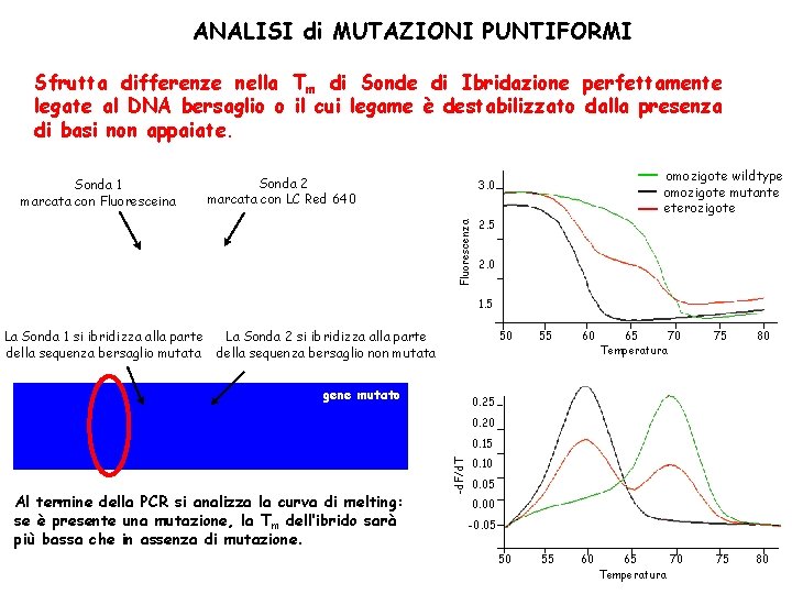 ANALISI di MUTAZIONI PUNTIFORMI Sfrutta differenze nella Tm di Sonde di Ibridazione perfettamente legate