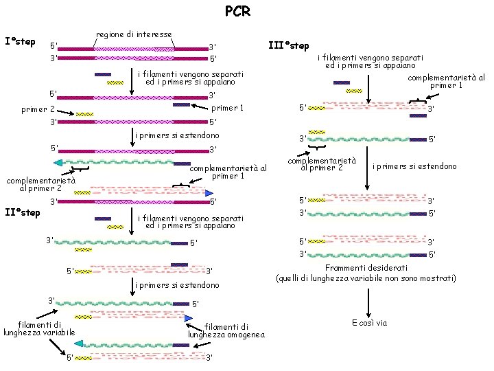 PCR REAZIONE a CATENA della POLIMERASI DNA 1
