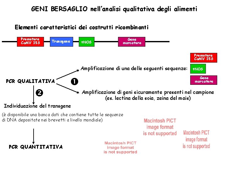 GENI BERSAGLIO nell’analisi qualitativa degli alimenti Elementi caratteristici dei costrutti ricombinanti Promotore Ca. MV