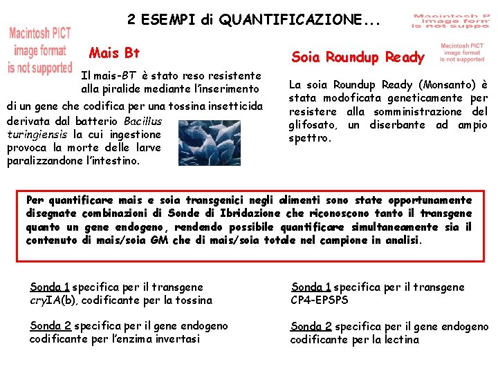 2 ESEMPI di QUANTIFICAZIONE. . . Mais Bt Il mais-BT è stato resistente alla