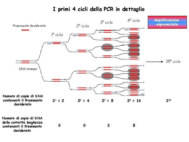 PCR REAZIONE a CATENA della POLIMERASI DNA 1