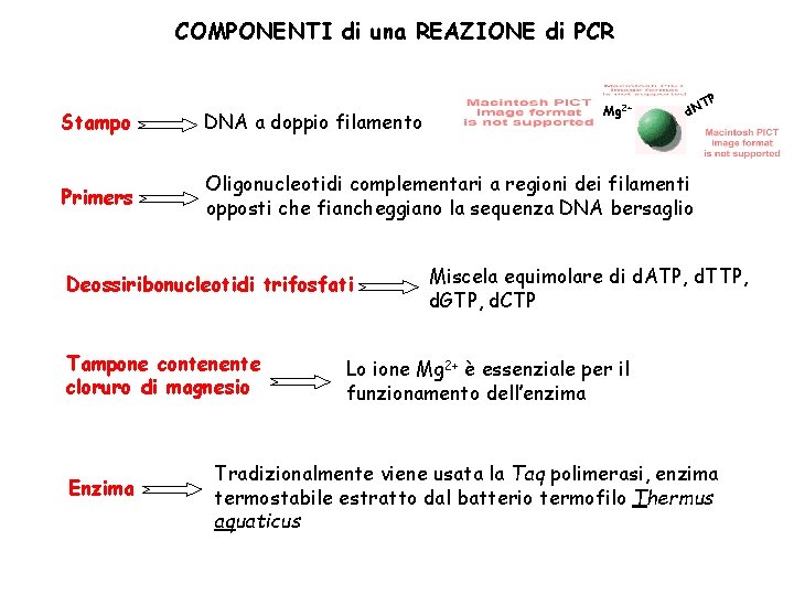 COMPONENTI di una REAZIONE di PCR Mg 2+ Stampo DNA a doppio filamento Primers