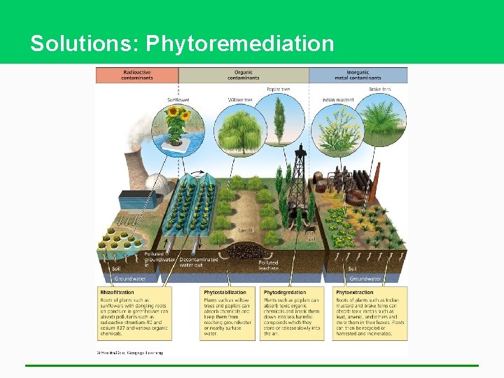 Solutions: Phytoremediation 