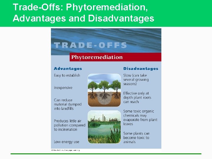 Trade-Offs: Phytoremediation, Advantages and Disadvantages 