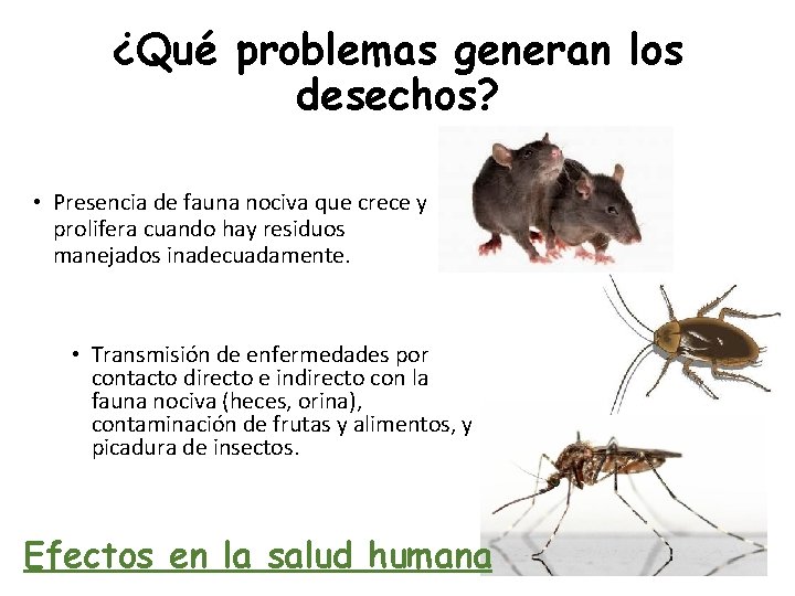 ¿Qué problemas generan los desechos? • Presencia de fauna nociva que crece y prolifera