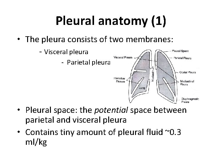 Pleural anatomy (1) • The pleura consists of two membranes: - Visceral pleura -