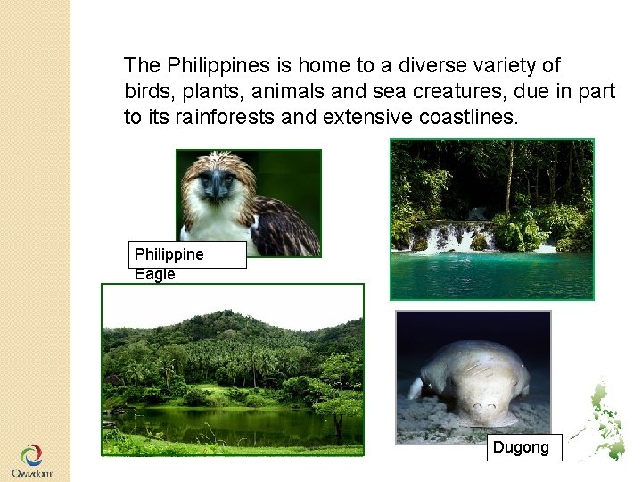 The Philippines is home to a diverse variety of birds, plants, animals and sea The Philippines is home to a diverse variety of birds, plants, animals and sea