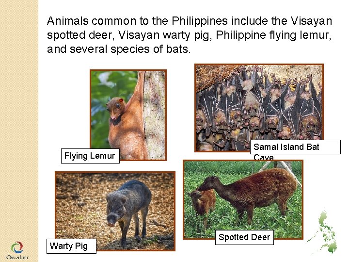 Animals common to the Philippines include the Visayan spotted deer, Visayan warty pig, Philippine Animals common to the Philippines include the Visayan spotted deer, Visayan warty pig, Philippine