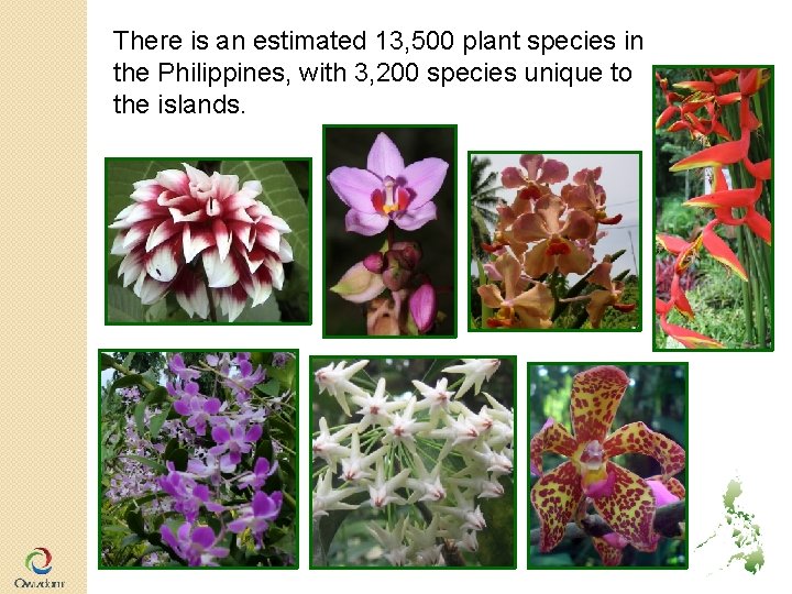 There is an estimated 13, 500 plant species in the Philippines, with 3, 200 There is an estimated 13, 500 plant species in the Philippines, with 3, 200
