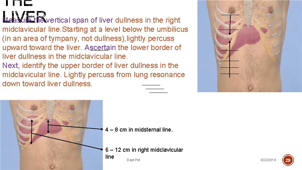 Measure the vertical span of liver dullness in the right midclavicular line. Starting at