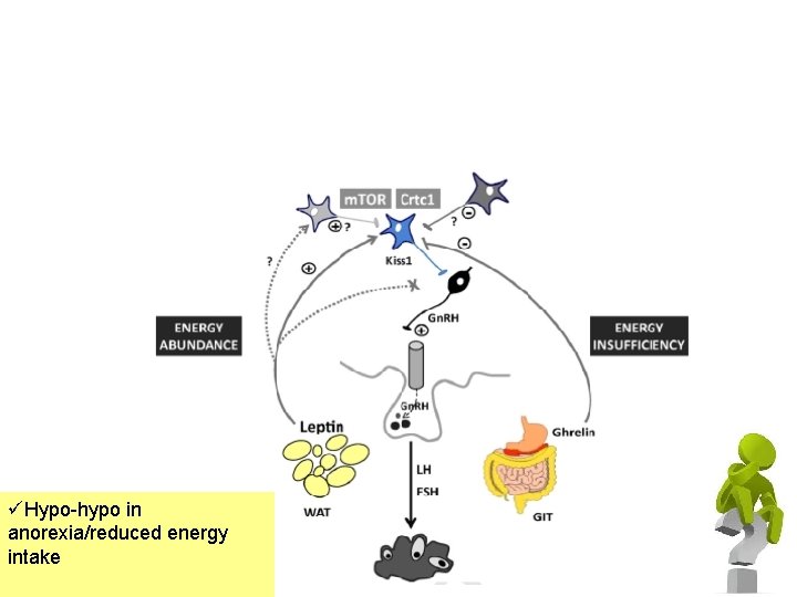 üHypo-hypo in anorexia/reduced energy intake 