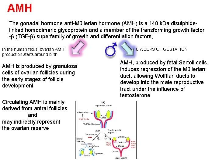 AMH The gonadal hormone anti-Müllerian hormone (AMH) is a 140 k. Da disulphidelinked homodimeric