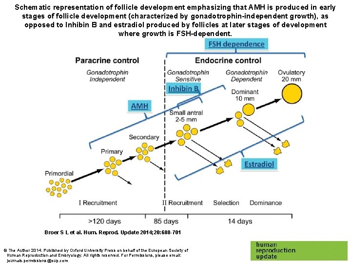 Schematic representation of follicle development emphasizing that AMH is produced in early stages of