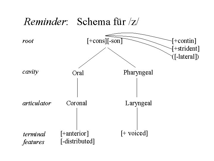 Reminder: Schema für /z/ root cavity articulator terminal features [+cons][-son] [+contin] [+strident] ([-lateral]) Oral